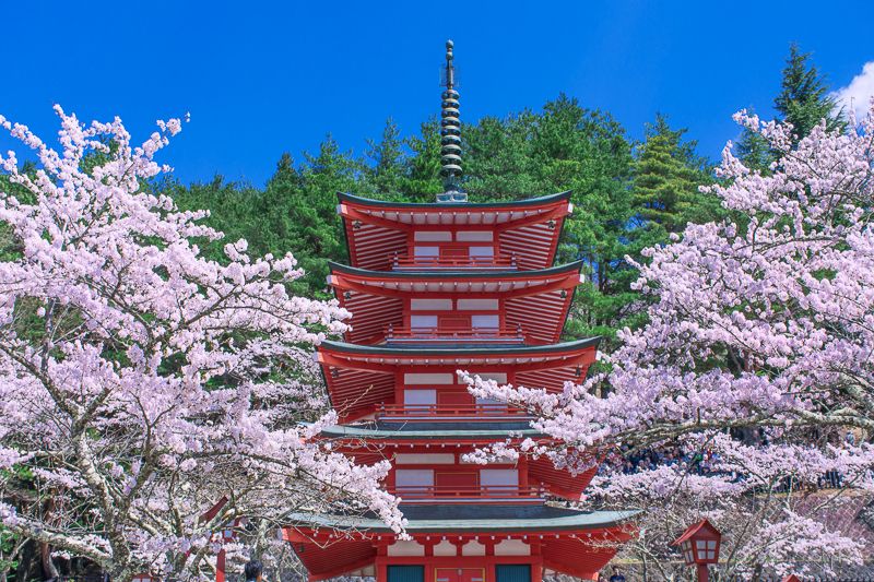 新倉山浅間公園のシンボル「忠霊塔」と桜