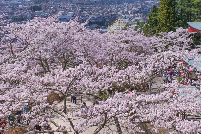「新倉山浅間公園  桜まつり」も開催！園内には650本の桜！