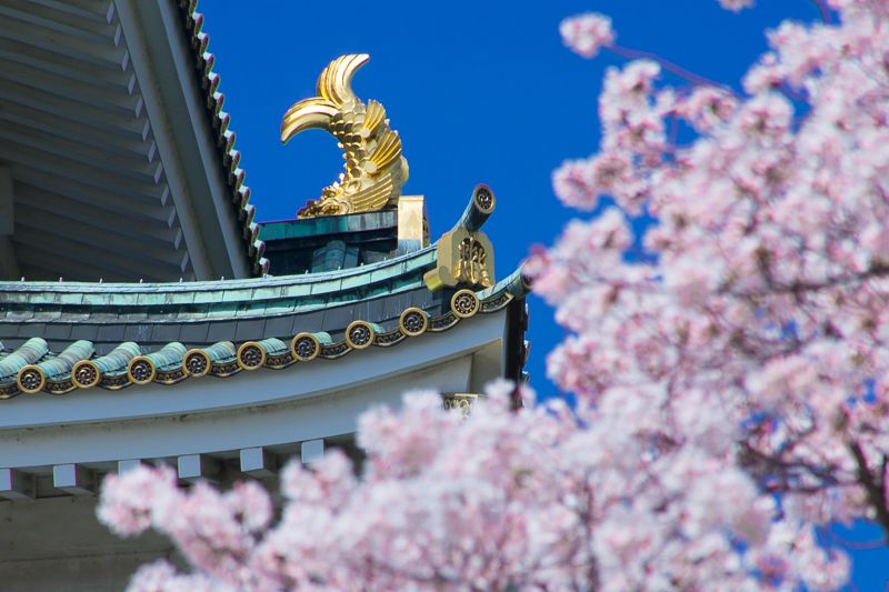 大阪城天守閣と桜の共演！