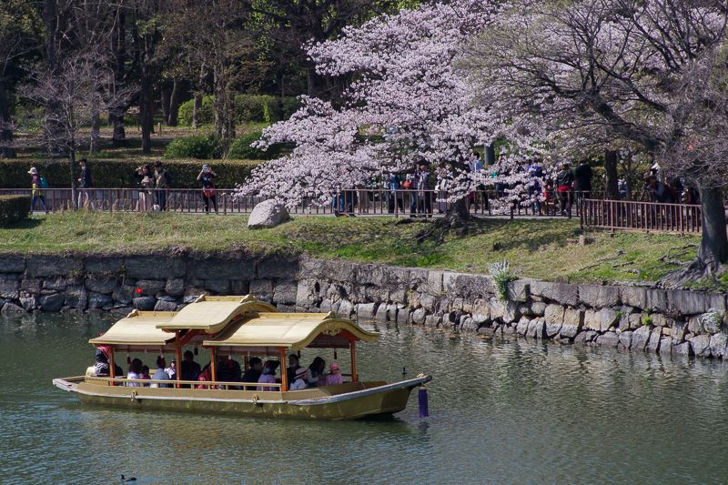 大阪城の桜は凄い！歴史に色を添える3000本