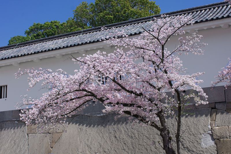 天守閣だけじゃない！大阪城の桜鑑賞ポイントは数多！