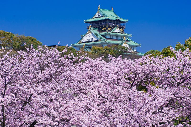 「大阪城」は桜の名所！ライトアップも美しい関西有数の花見スポット