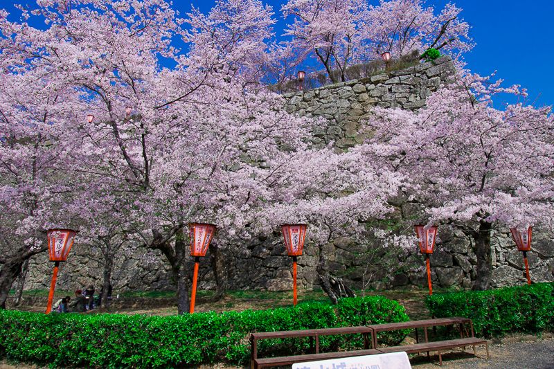 津山城 鶴山公園 は桜名所 岡山県屈指の超おすすめ花見スポット 岡山県 トラベルjp 旅行ガイド