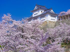 津山城（鶴山公園）は桜名所！岡山県屈指の超おすすめ花見スポット