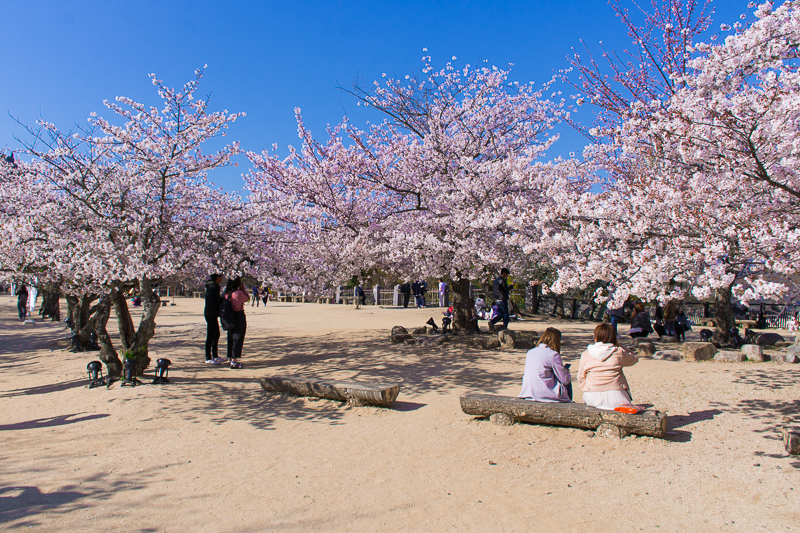 松山城は桜の名所