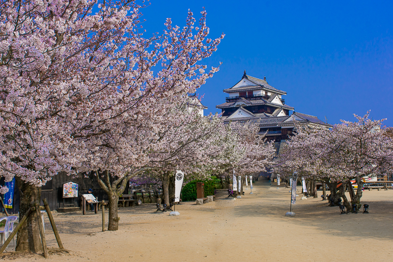 愛媛県 松山城 は桜の名所 現存天守と春色の競演が圧巻 愛媛県 Lineトラベルjp 旅行ガイド