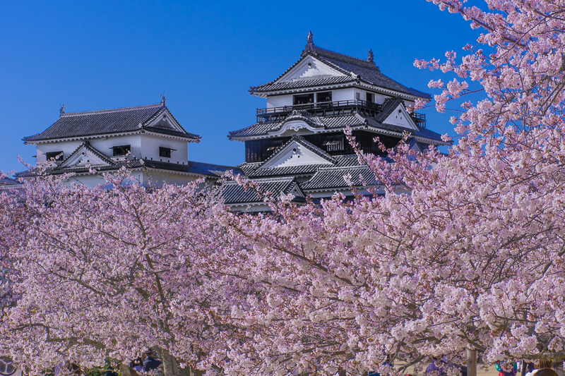 愛媛県「松山城」は桜の名所！現存天守と春色の競演が圧巻