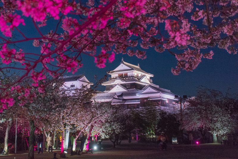 松山城の桜はライトアップも必見！