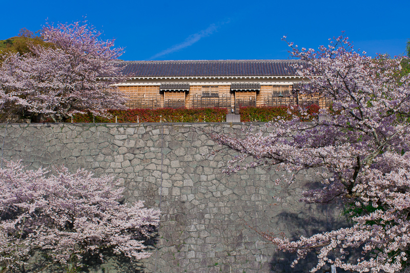 他にもいろいろ！松山城と桜の楽しみ方