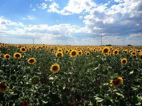 ǂ܂łЂ܂蔨IẴA_VAE̗̋LTlC