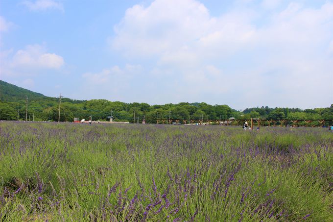 都心から約1時間 埼玉の新名所 千年の苑ラベンダー園 は日本最大級 埼玉県 トラベルjp 旅行ガイド