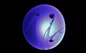 VNQGAaITVCفuC󊴁i炰jv̋LTlC