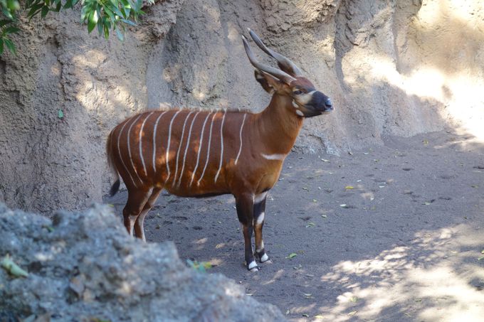 子連れマスト バレンシア ビオパルク は欧州で大人気の動物園 スペイン トラベルjp 旅行ガイド