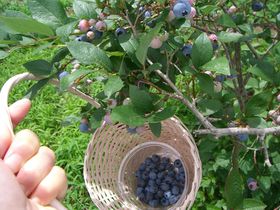 ���΂́u���[�����g���v�Ńu���[�x���[����L�����h�������y���މāI�̋L���T���l�C��