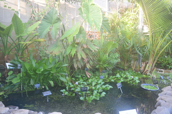 学びながら癒される 茨城県 国立科学博物館 筑波実験植物園 茨城県 トラベルjp 旅行ガイド