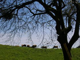 {ŌÂ̖qIQnu_Öqvő厩R𖞋i̋LTlC