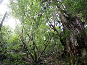 <mark>���v��</mark>�̐_���Z���ԂŖ��i�I�X�ƊC�ƎR�����邨�����߃R�[�X�̋L���T���l�C��