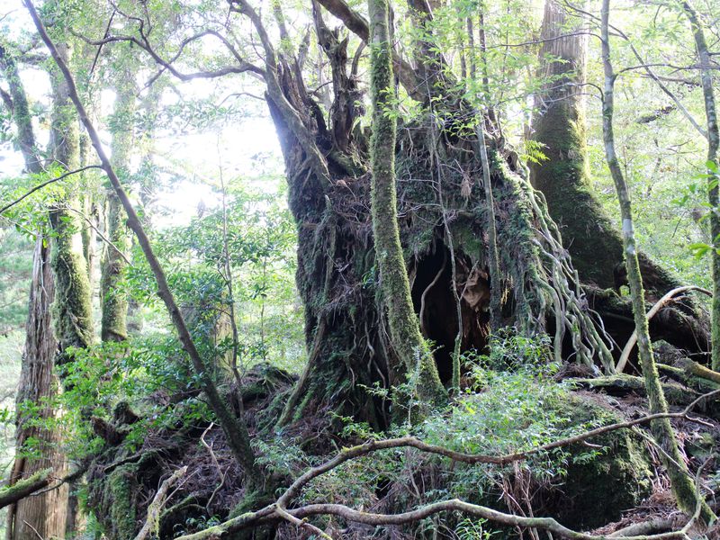 樹齢数百年の小杉が新しい森を作る