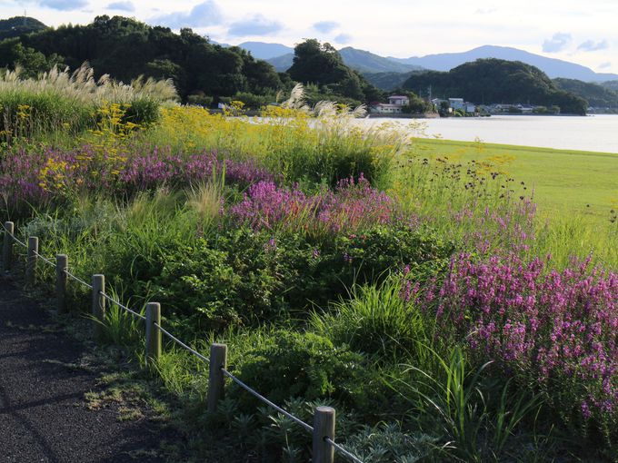 日本一大きい池 鳥取 湖山池 で自然満喫 吉岡温泉 鳥取県 トラベルjp 旅行ガイド