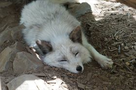 ���t���t������I�L�c�l�̃p���_�C�X�u�{�鑠���L�c�l���v�̋L���T���l�C��