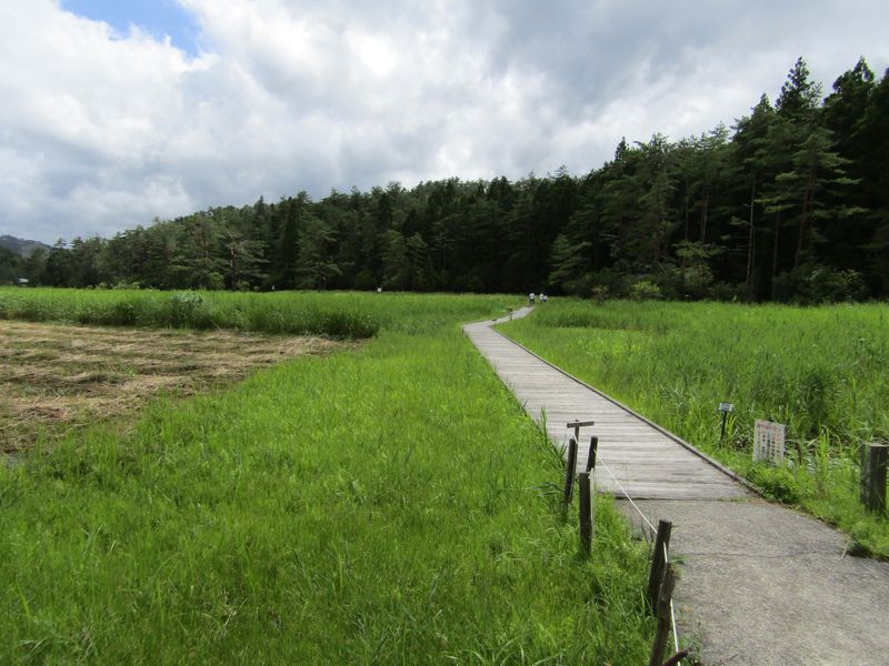 徳島・黒沢湿原は野花の宝庫！時間をかけてゆっくり散策が◎