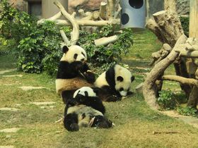 �킸���P�T�O�~�Ńp���_�ɉ��I�}�J�I�u�Δr�p�x������v�̋L���T���l�C��