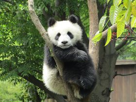 必見！パンダのなる木？中国「成都パンダ繁育研究基地」