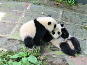 パンダ好きの聖地！中国「雅安パンダ保護研究センター」