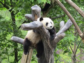 やっぱり行きたい「中国パンダ保護研究センター都江堰基地」