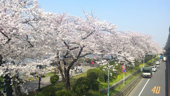さくらまつりも花火大会も！「隅田公園」は1年中楽しい
