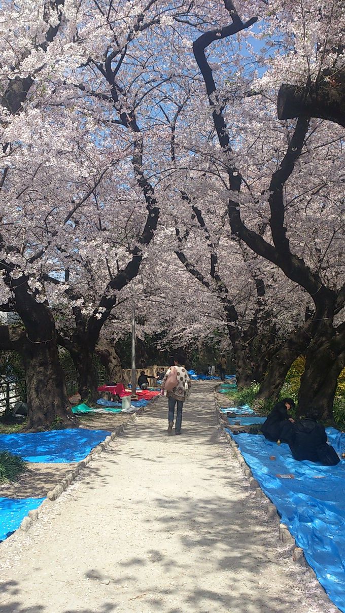 プライベートな花見スポットなら東京 外濠公園 がオススメ 東京都 トラベルjp 旅行ガイド
