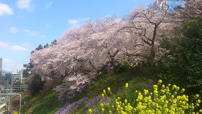 プライベートな花見スポットなら東京 外濠公園 がオススメ 東京都 Lineトラベルjp 旅行ガイド