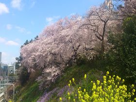 プライベートな花見スポットなら東京「外濠公園」がオススメ！