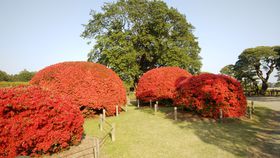 �~�����ɂ��炸�I���ˁu��y���v�̓c�c�W���ǂ��I�̋L���T���l�C��