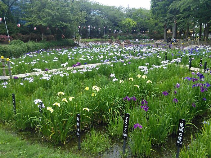 堀切菖蒲園だけじゃない！東京下町のしょうぶ沼公園はハナショウブの見本市 | 東京都 | トラベルjp 旅行ガイド