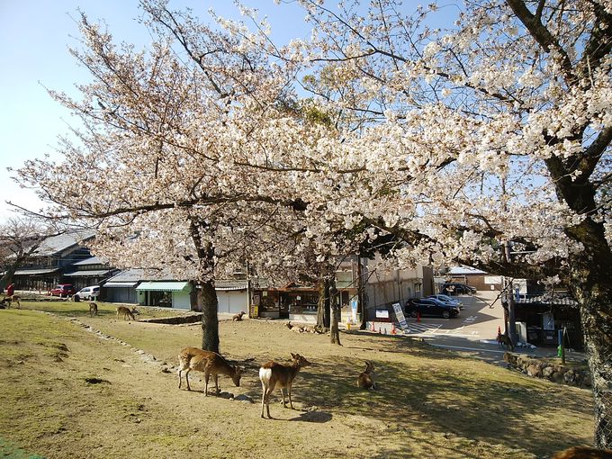 春の奈良公園を散策 桜スポット巡り 奈良県 トラベルjp 旅行ガイド