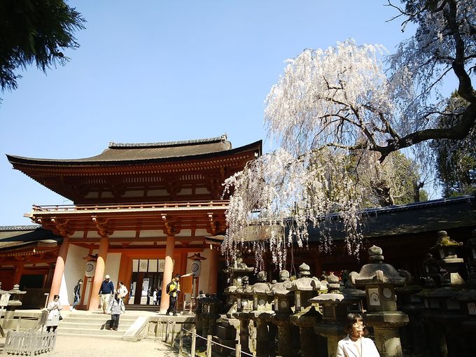 春の奈良公園を散策 桜スポット巡り 奈良県 トラベルjp 旅行ガイド