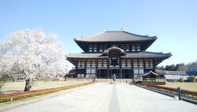 春の奈良公園を散策 桜スポット巡り 奈良県 Lineトラベルjp 旅行ガイド