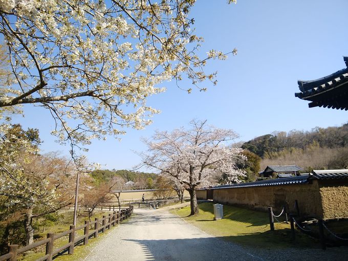 春の奈良公園を散策 桜スポット巡り 奈良県 Lineトラベルjp 旅行ガイド