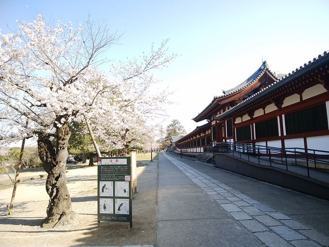 春の奈良公園を散策 桜スポット巡り 奈良県 Lineトラベルjp 旅行ガイド