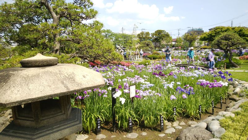 東京の初夏は小岩と堀切のダブル菖蒲園で決まり！