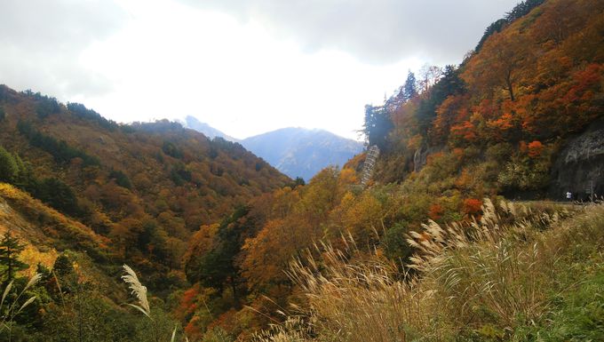 �g�t���y���ނȂ�e���ԏ�𗘗p���悤