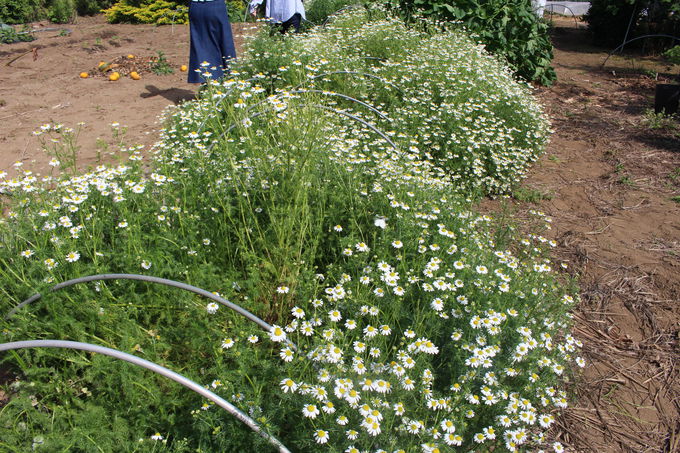 JtFj[ɂoI5ڂ̉lĂn[u