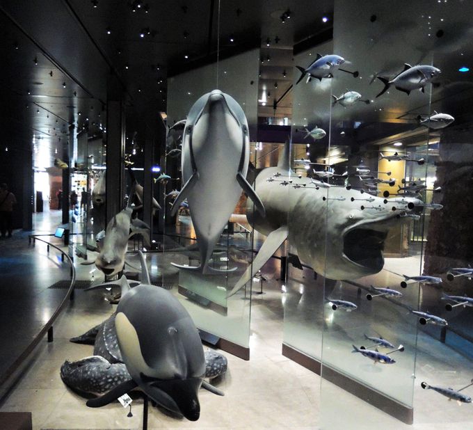 入口にはクジラの超巨大骨格が！頭上に見える展示をあらゆる方向から！