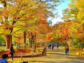 札幌のカラフル紅葉シャワー！「中島公園」の見頃の時期は？
