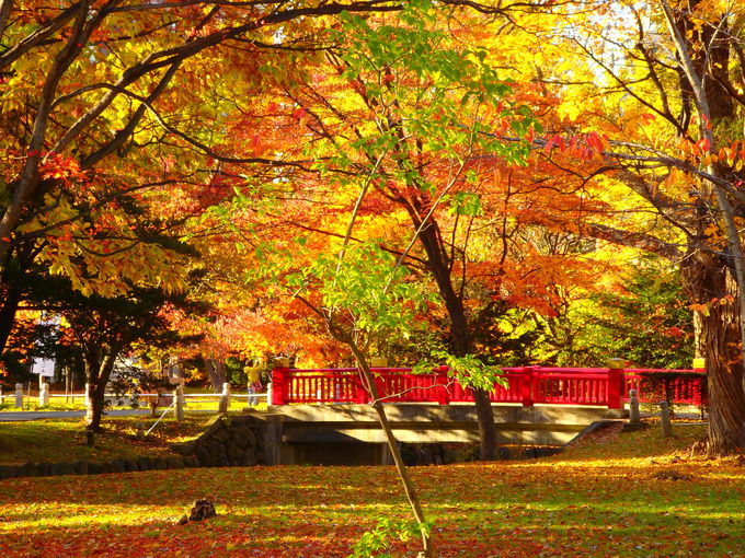 中島公園周辺に隣接！「護国神社」と「弥彦神社」