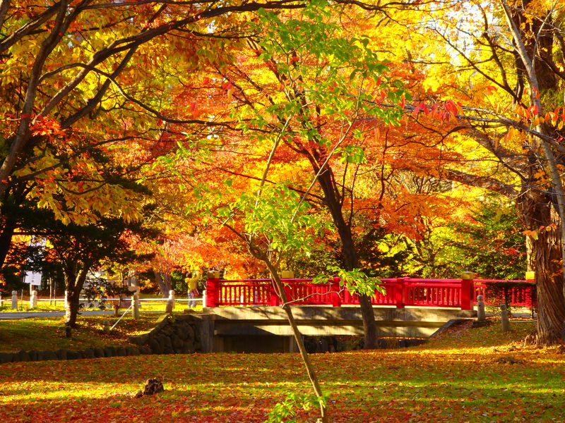 中島公園周辺に隣接！「護国神社」と「弥彦神社」