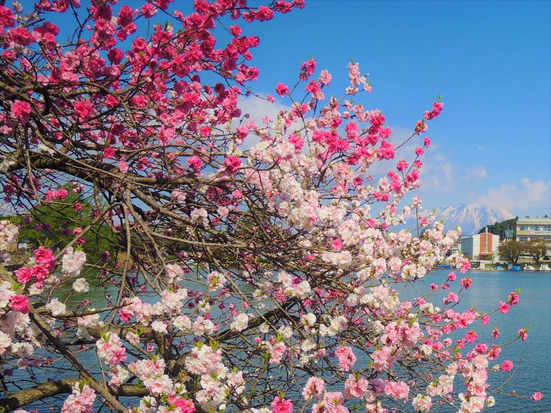 桜の名所100選…でも穴場！岩手県「高松の池」は盛岡市民のお花見スポット