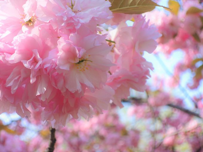 「高松の池」の由来と桜の見ごろ