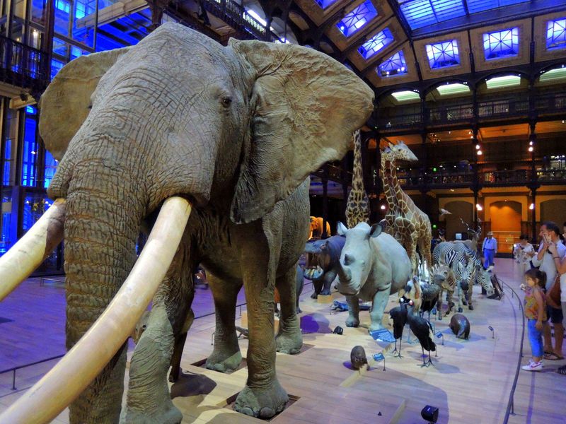 パリは博物館もオシャレ！「進化大陳列館」動物展示のセンスに釘付け